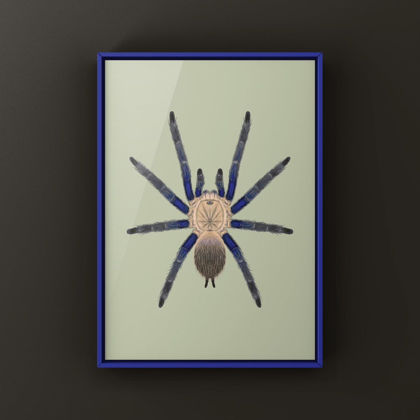 Blue Dream Tarantula Art Print (Chilobrachys sp. South Thailand Blue) from The Silk Ranch
