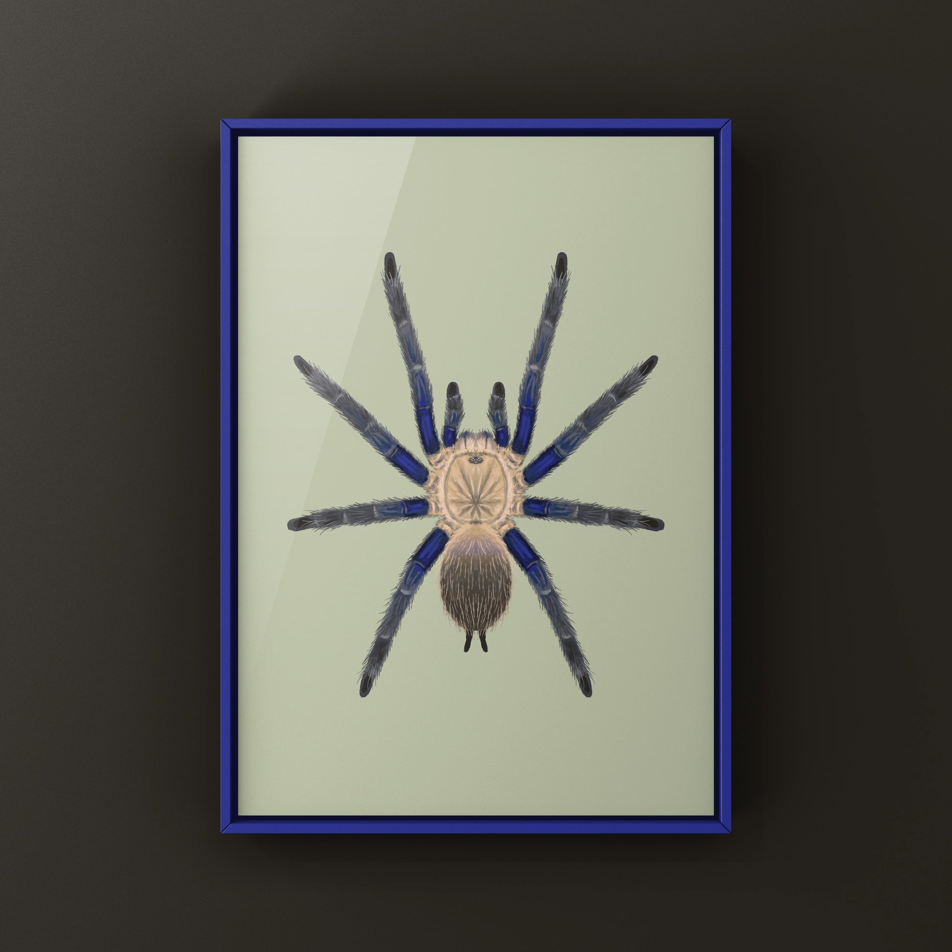 Blue Dream Tarantula Art Print (Chilobrachys sp. South Thailand Blue) from The Silk Ranch