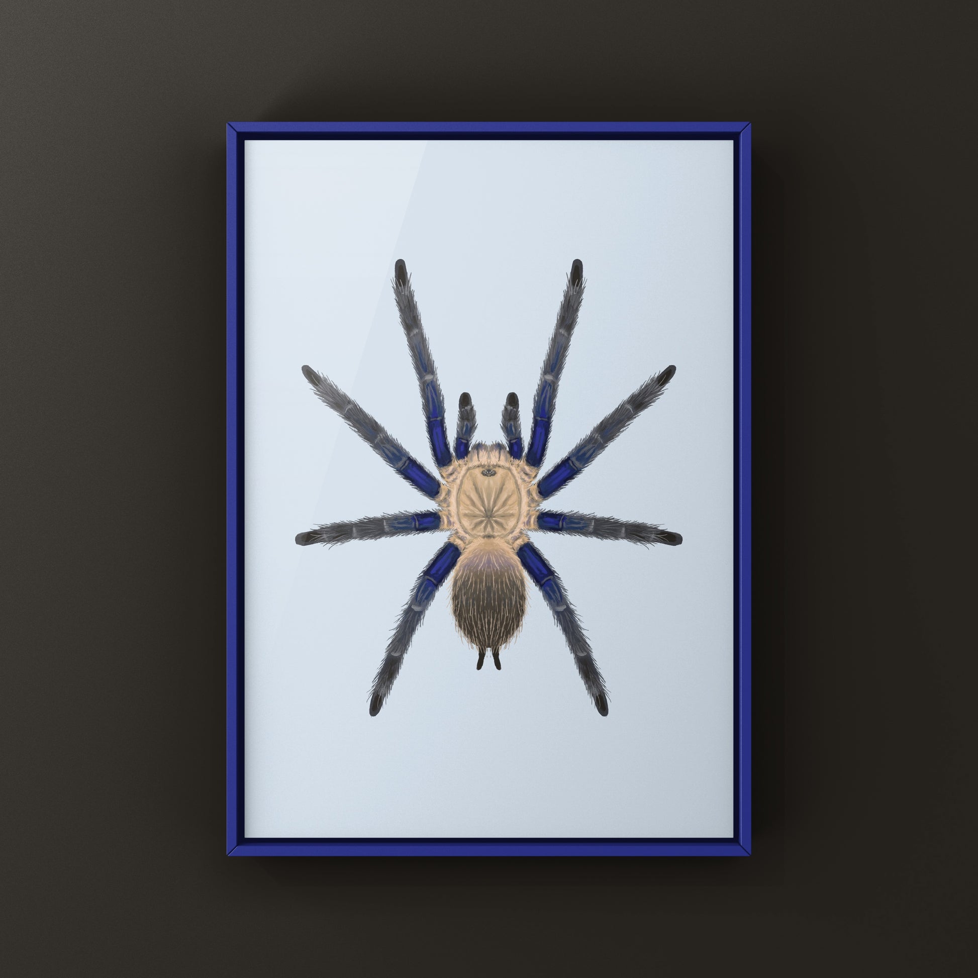 Blue Dream Tarantula Art Print (Chilobrachys sp. South Thailand Blue) from The Silk Ranch