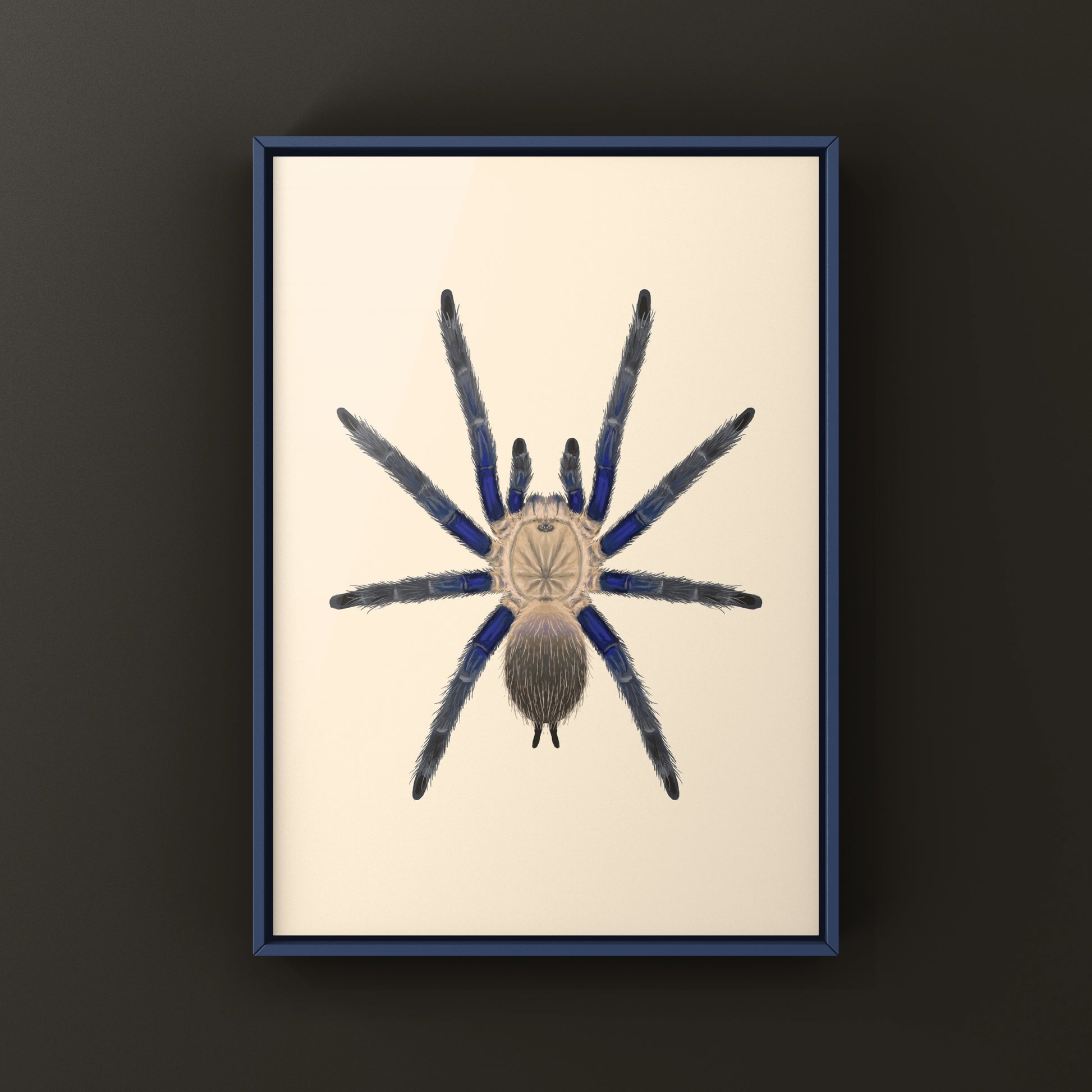 Blue Dream Tarantula Art Print (Chilobrachys sp. South Thailand Blue) from The Silk Ranch