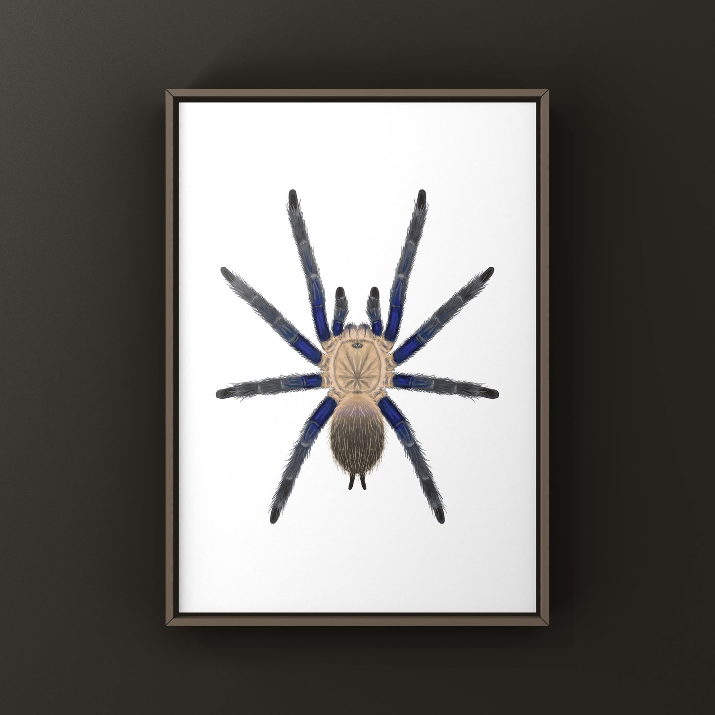 Blue Dream Tarantula Art Print (Chilobrachys sp. South Thailand Blue) from The Silk Ranch