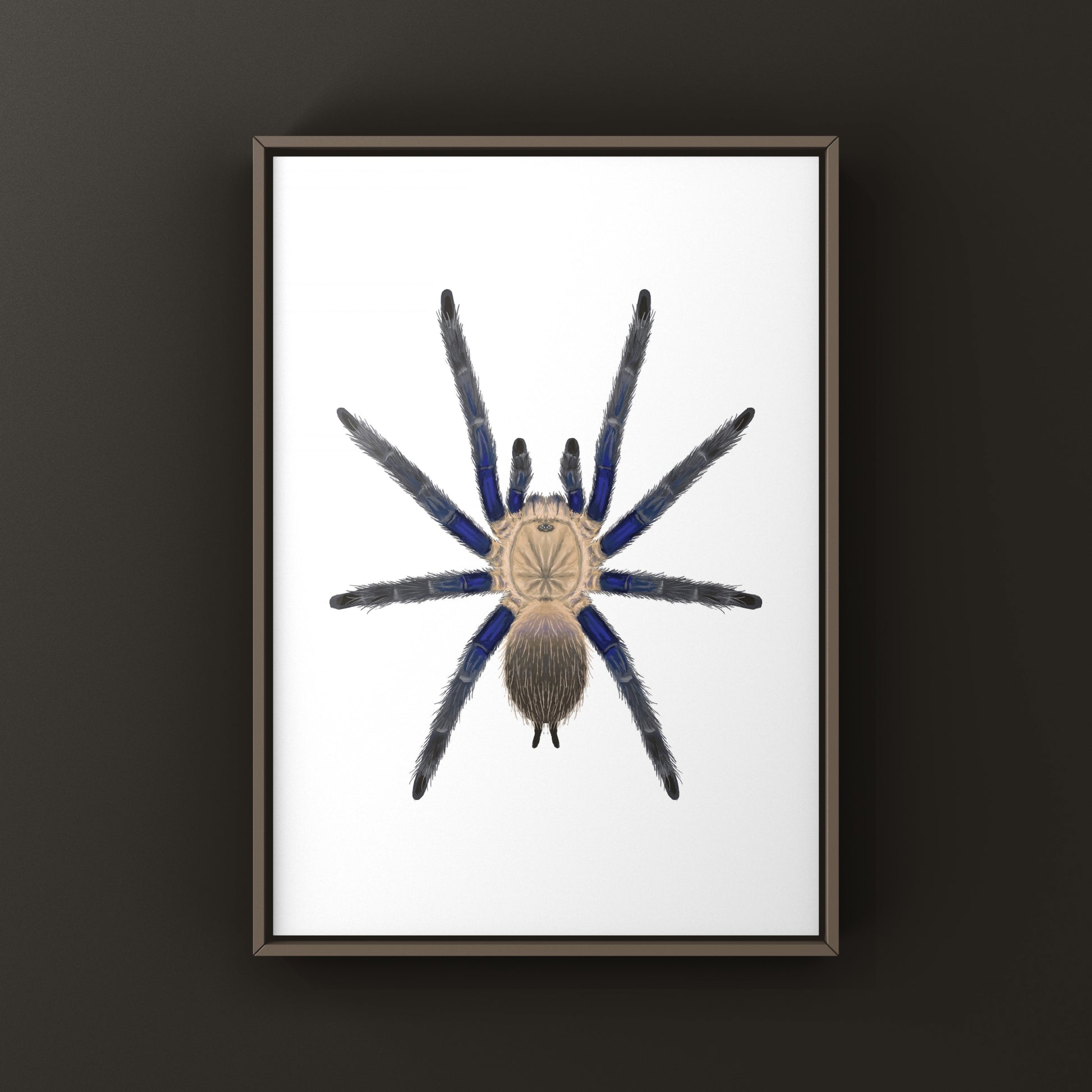 Blue Dream Tarantula Art Print (Chilobrachys sp. South Thailand Blue) from The Silk Ranch