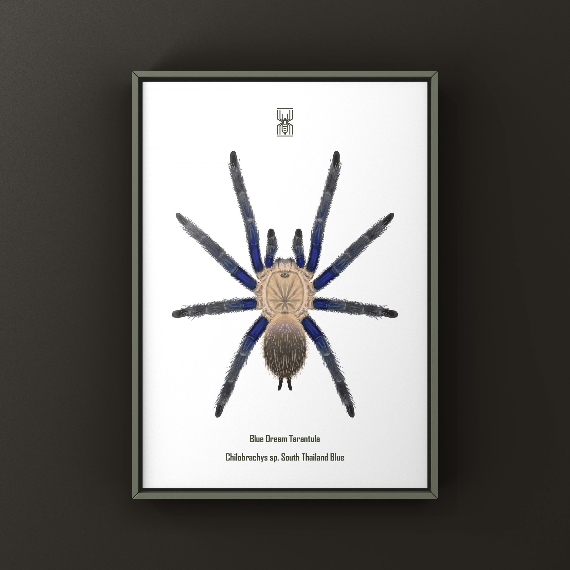 Blue Dream Tarantula Art Print (Chilobrachys sp. South Thailand Blue) from The Silk Ranch