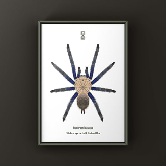 Blue Dream Tarantula Art Print (Chilobrachys sp. South Thailand Blue) from The Silk Ranch