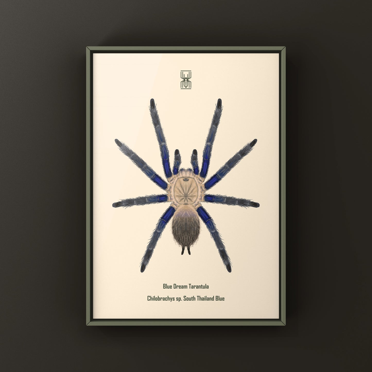 Blue Dream Tarantula Art Print (Chilobrachys sp. South Thailand Blue) from The Silk Ranch