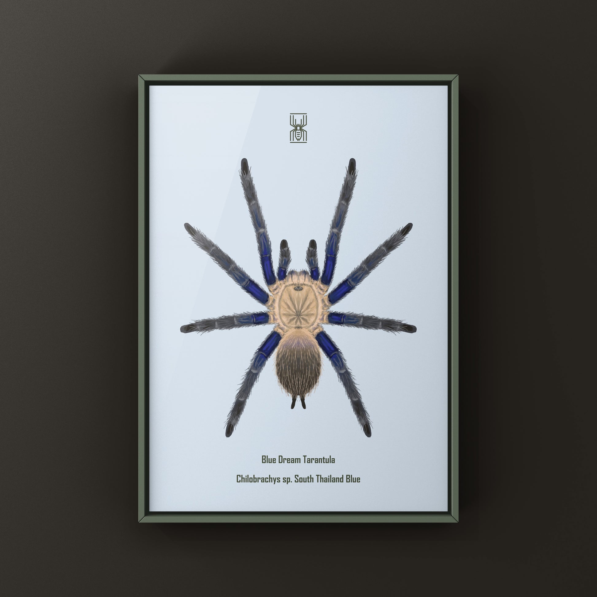 Blue Dream Tarantula Art Print (Chilobrachys sp. South Thailand Blue) from The Silk Ranch