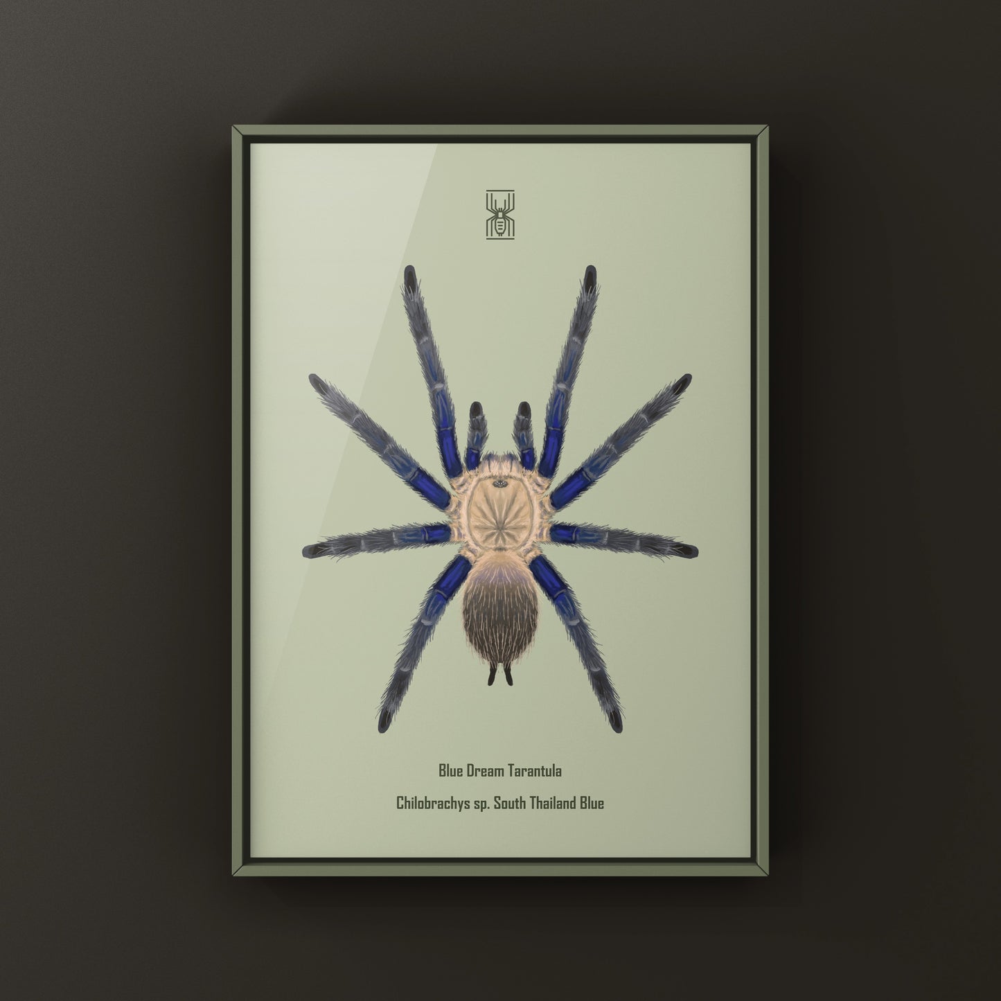 Blue Dream Tarantula Art Print (Chilobrachys sp. South Thailand Blue) from The Silk Ranch