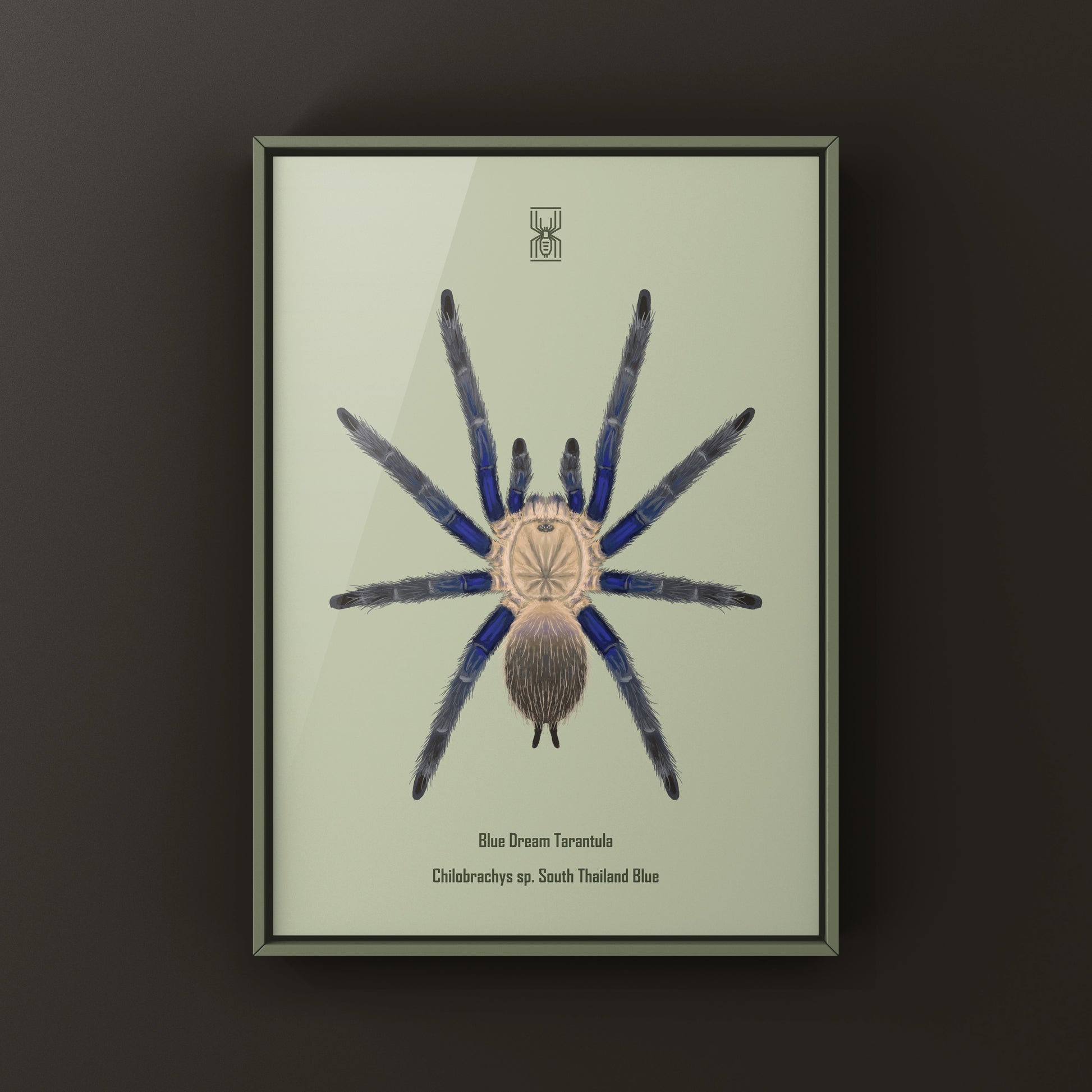 Blue Dream Tarantula Art Print (Chilobrachys sp. South Thailand Blue) from The Silk Ranch