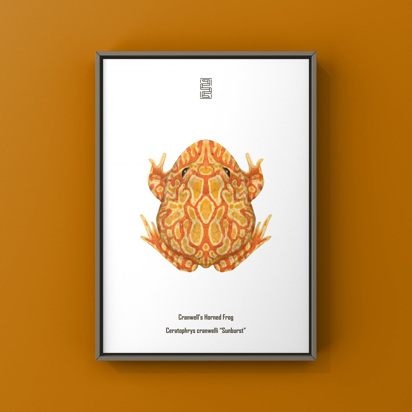 Sunburst Pacman Frog Art Print (Ceratophrys cranwelli) from The Silk Ranch