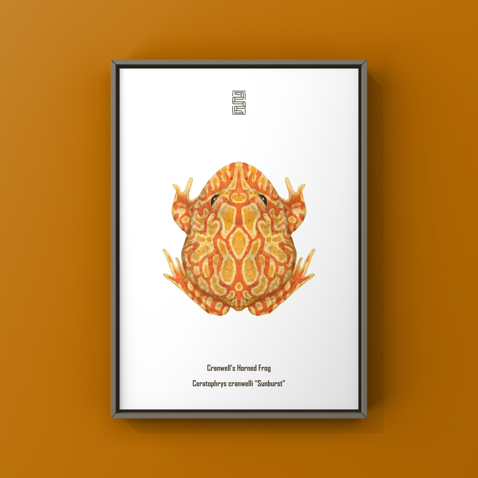 Sunburst Pacman Frog Art Print (Ceratophrys cranwelli) from The Silk Ranch