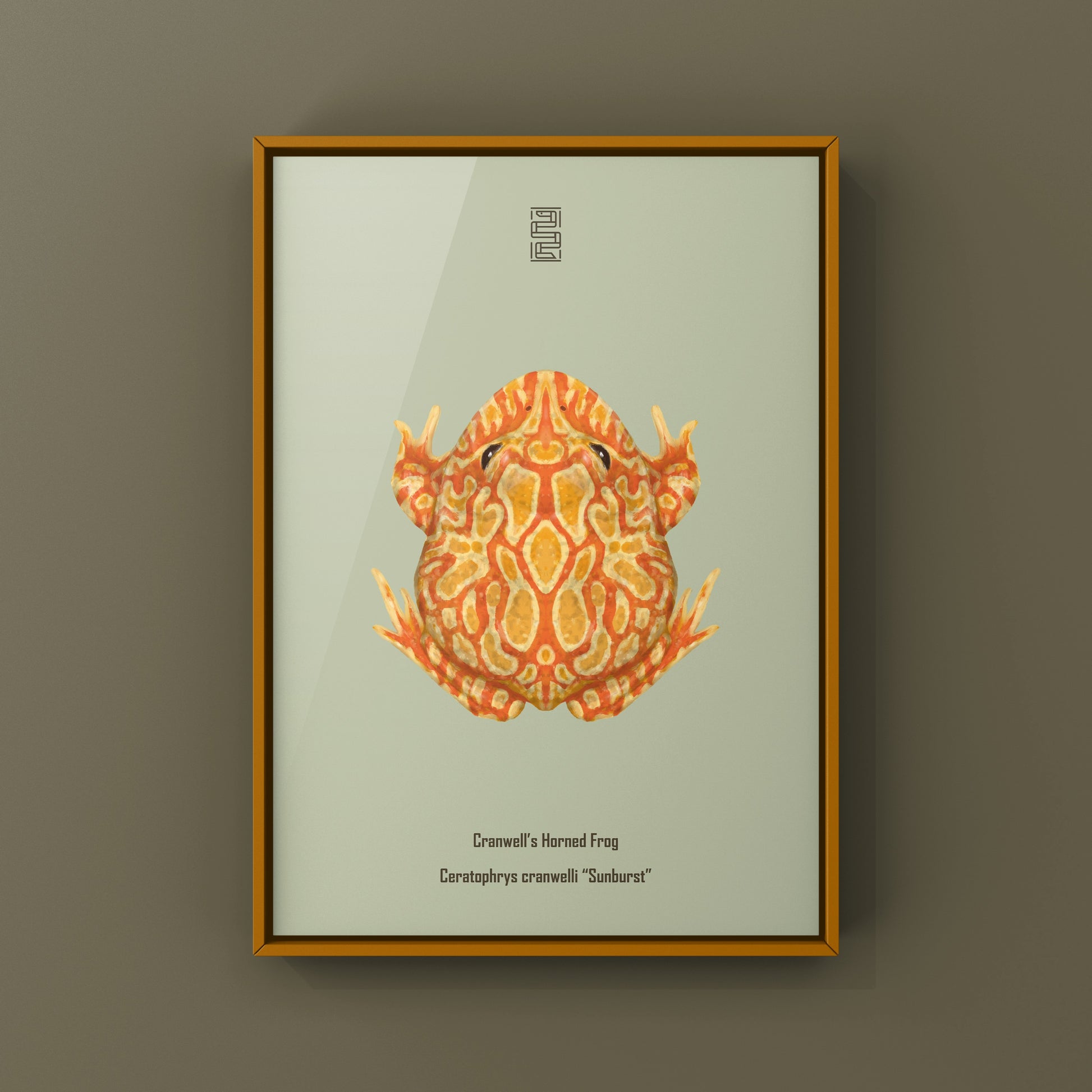 Sunburst Pacman Frog Art Print (Ceratophrys cranwelli) from The Silk Ranch