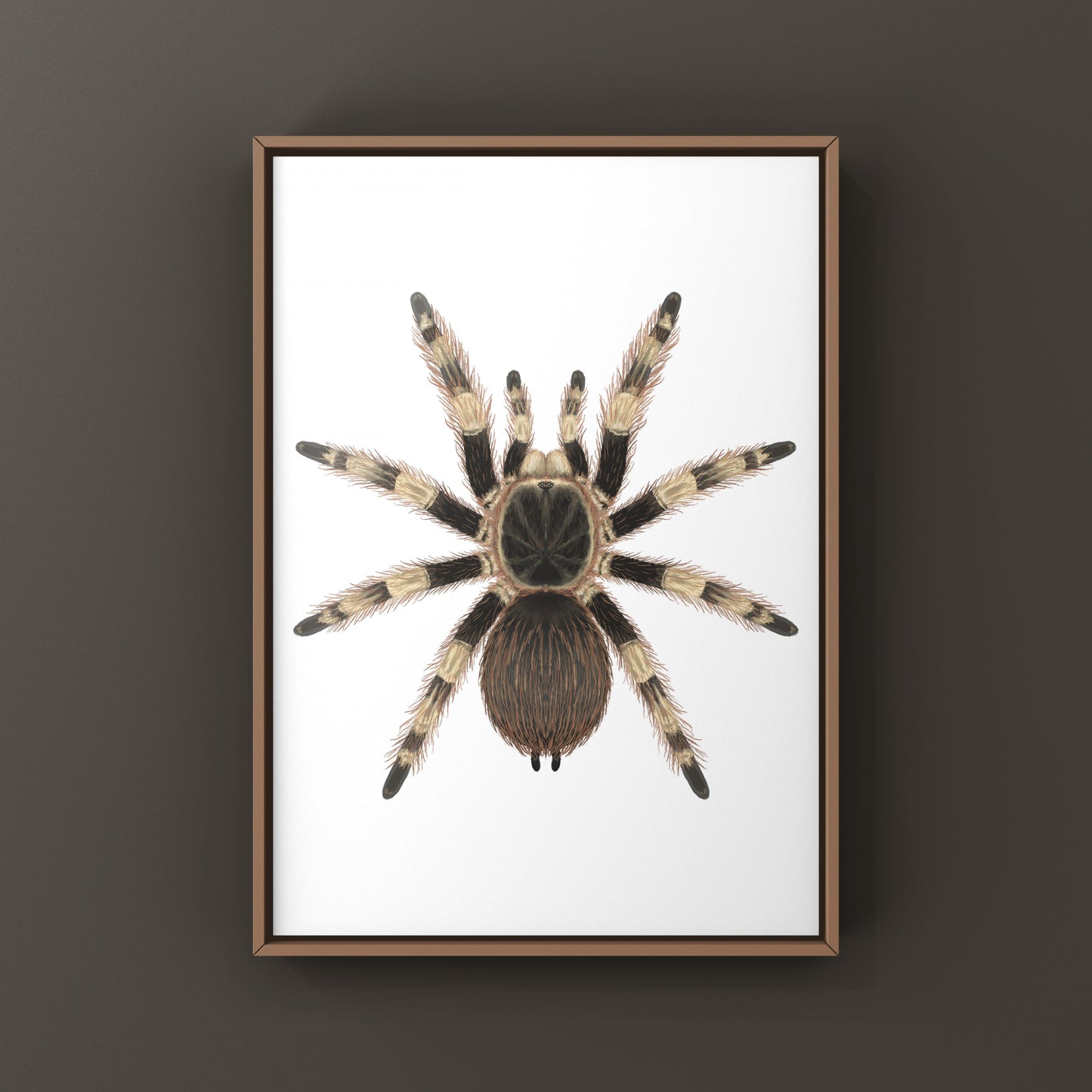 Brazilian Black And White Tarantula Art Print (Nhandu coloratovillosus) from The Silk Ranch