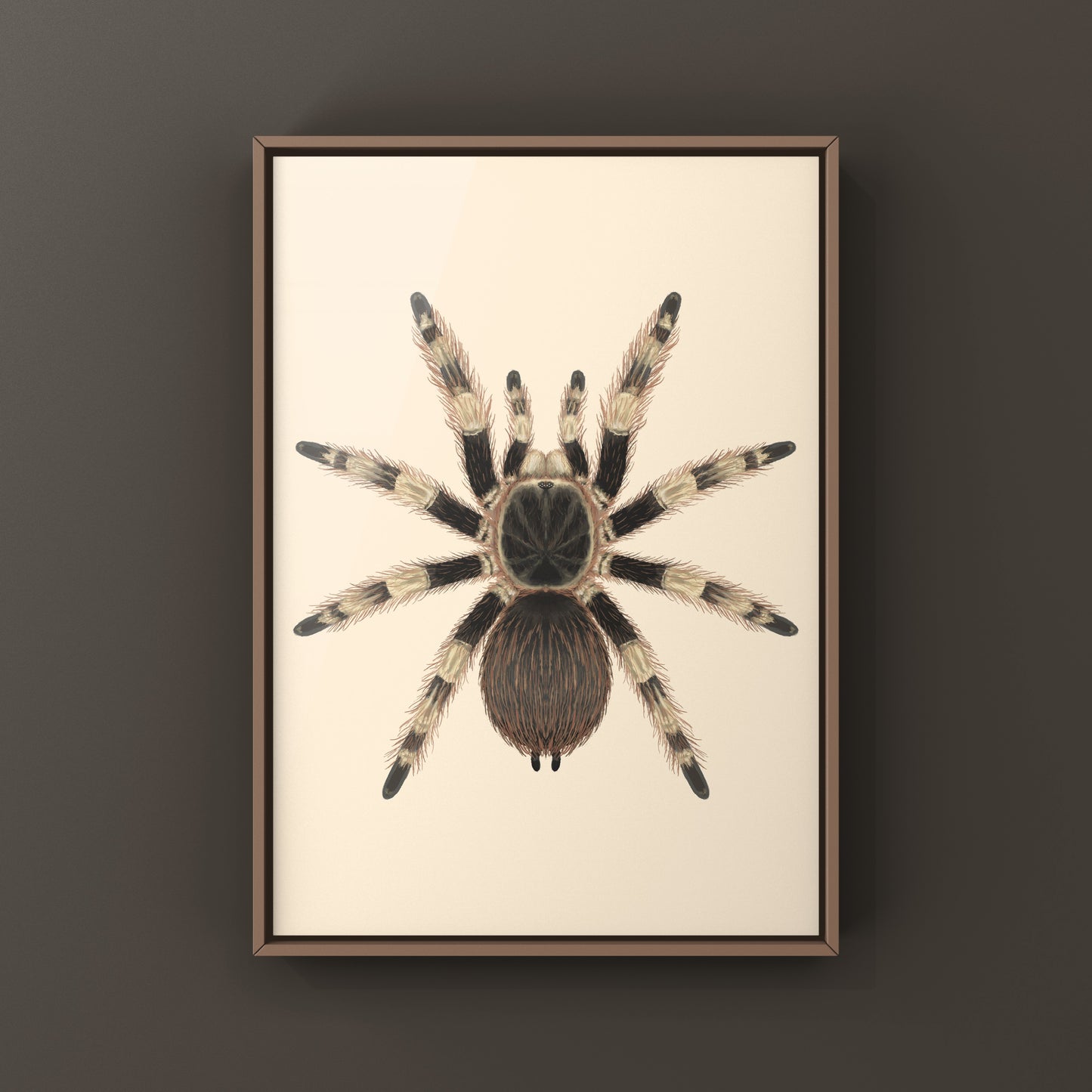 Brazilian Black And White Tarantula Art Print (Nhandu coloratovillosus) from The Silk Ranch