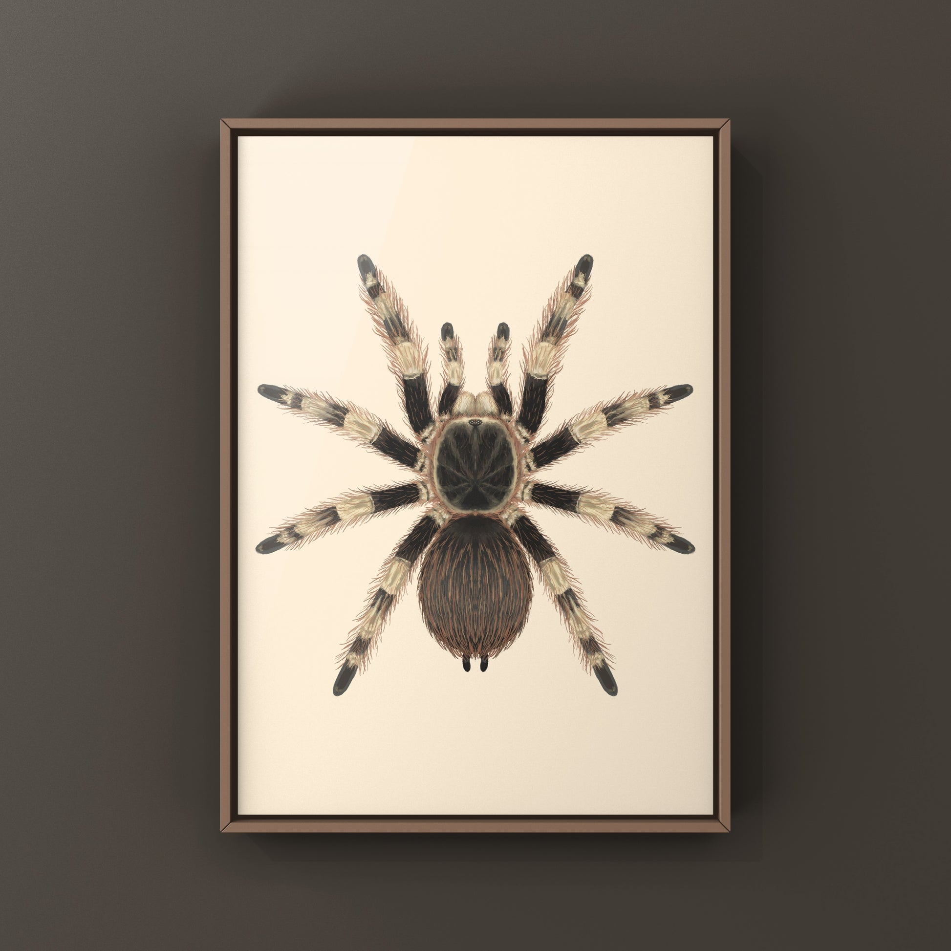Brazilian Black And White Tarantula Art Print (Nhandu coloratovillosus) from The Silk Ranch