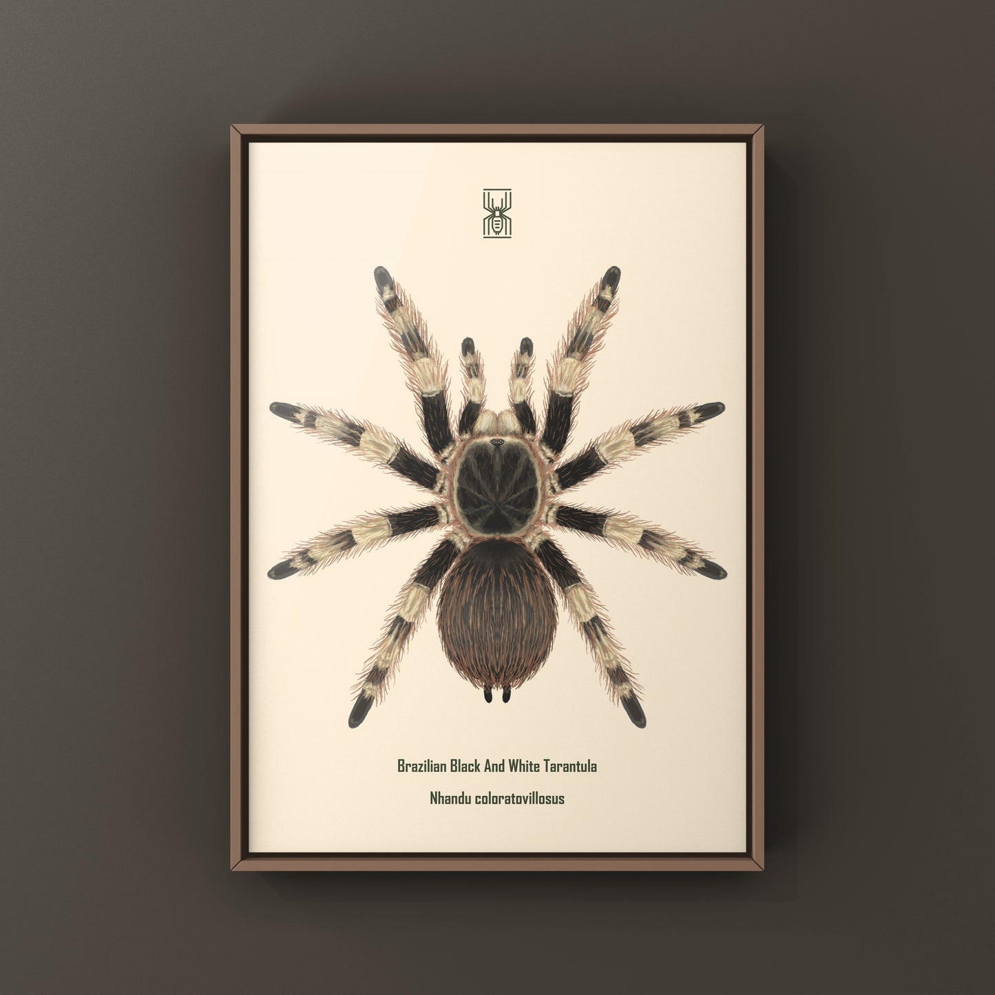 Brazilian Black And White Tarantula Art Print (Nhandu coloratovillosus) from The Silk Ranch