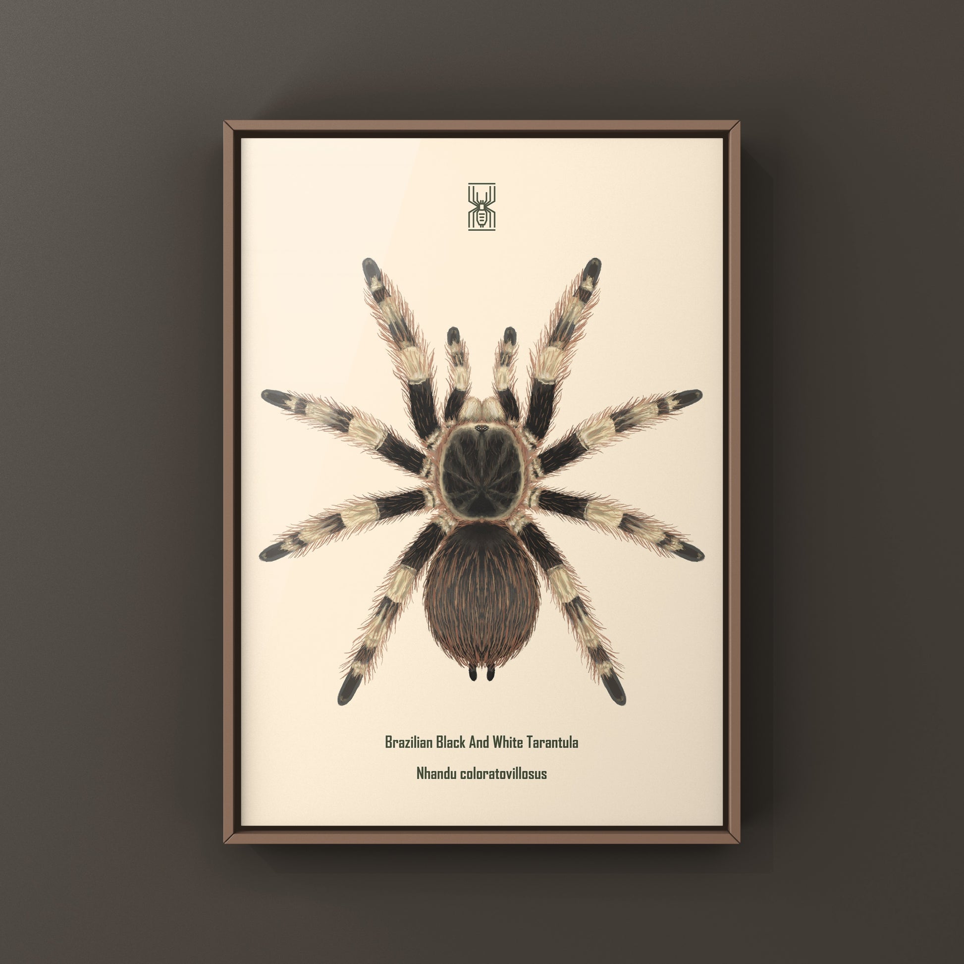 Brazilian Black And White Tarantula Art Print (Nhandu coloratovillosus) from The Silk Ranch