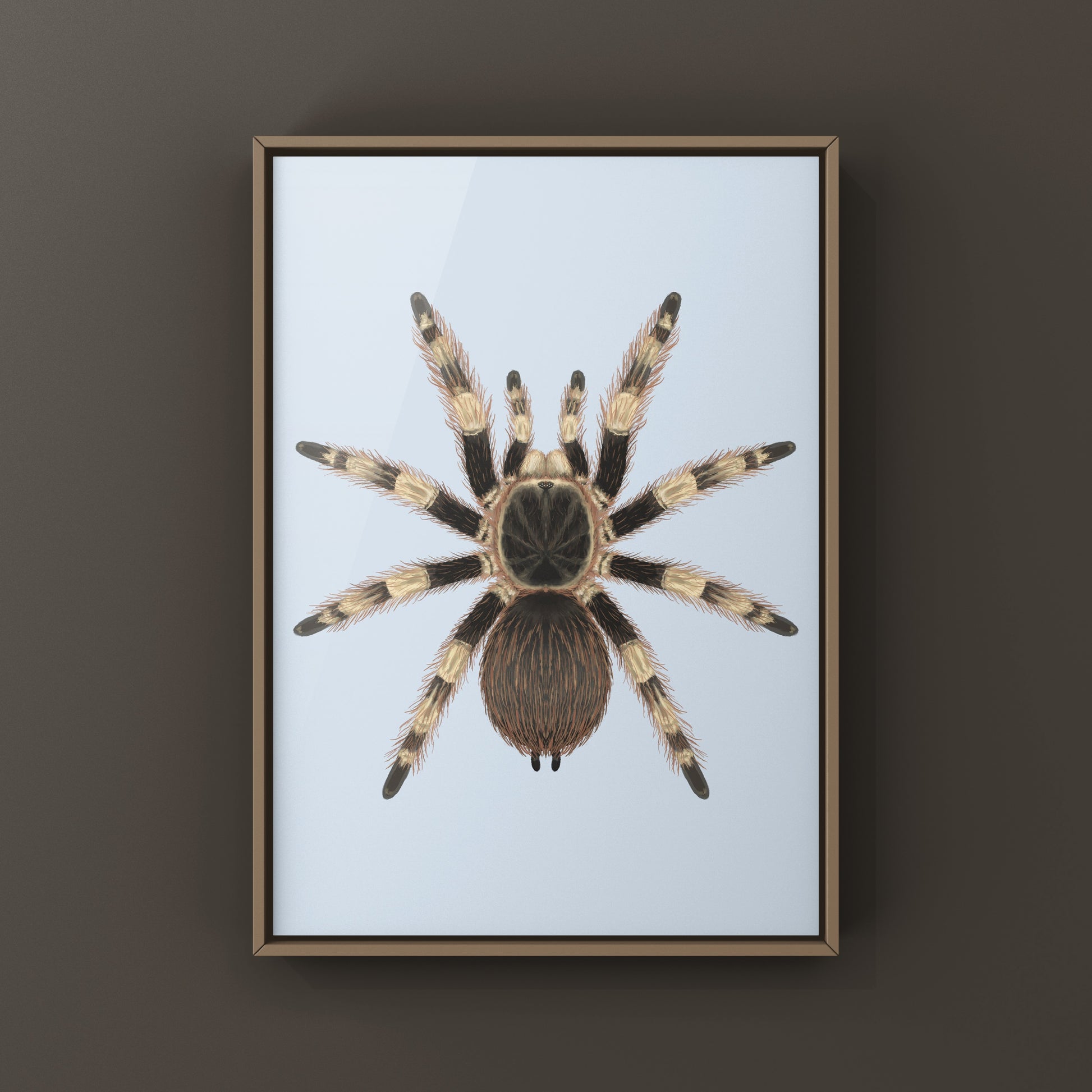 Brazilian Black And White Tarantula Art Print (Nhandu coloratovillosus) from The Silk Ranch