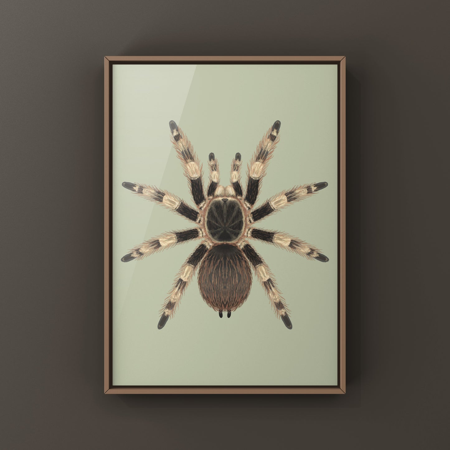 Brazilian Black And White Tarantula Art Print (Nhandu coloratovillosus) from The Silk Ranch