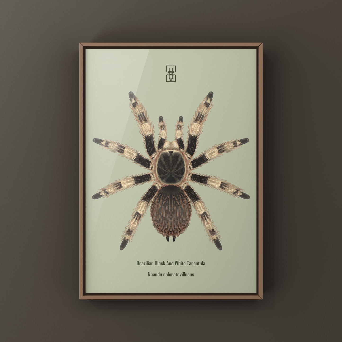Brazilian Black And White Tarantula Art Print (Nhandu coloratovillosus) from The Silk Ranch