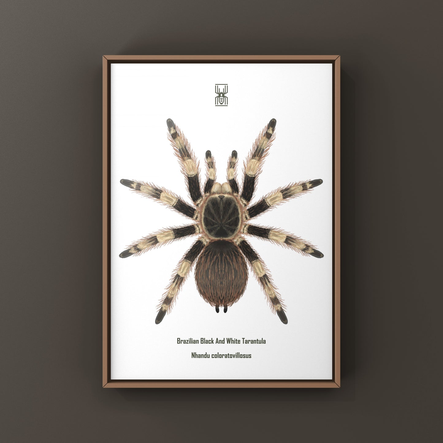 Brazilian Black And White Tarantula Art Print (Nhandu coloratovillosus) from The Silk Ranch