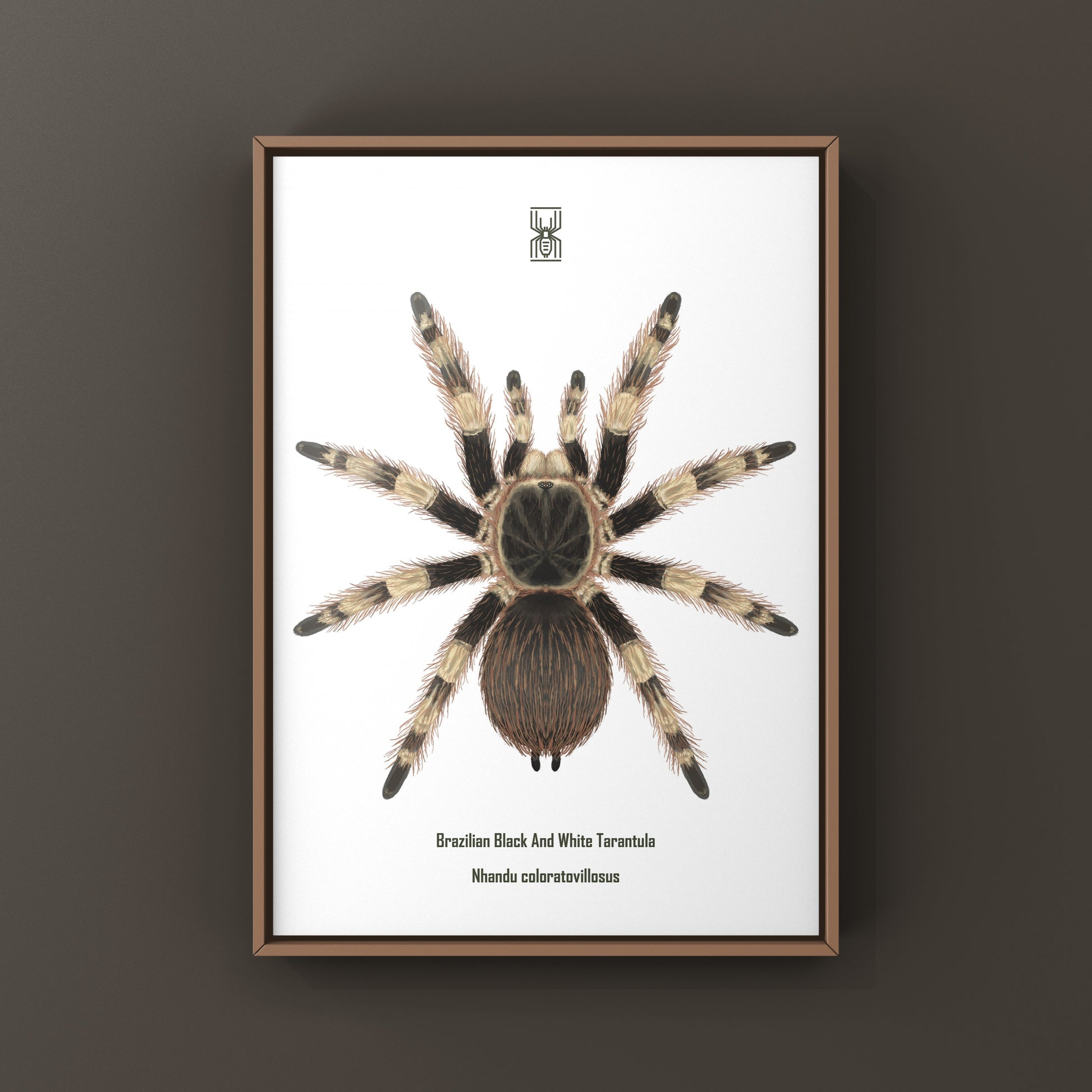 Brazilian Black And White Tarantula Art Print (Nhandu coloratovillosus) from The Silk Ranch