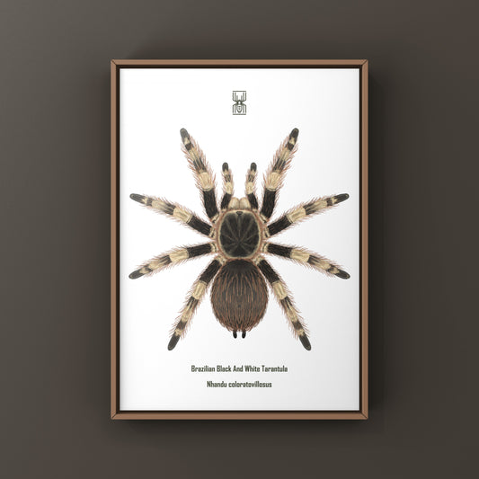 Brazilian Black And White Tarantula Art Print (Nhandu coloratovillosus) from The Silk Ranch