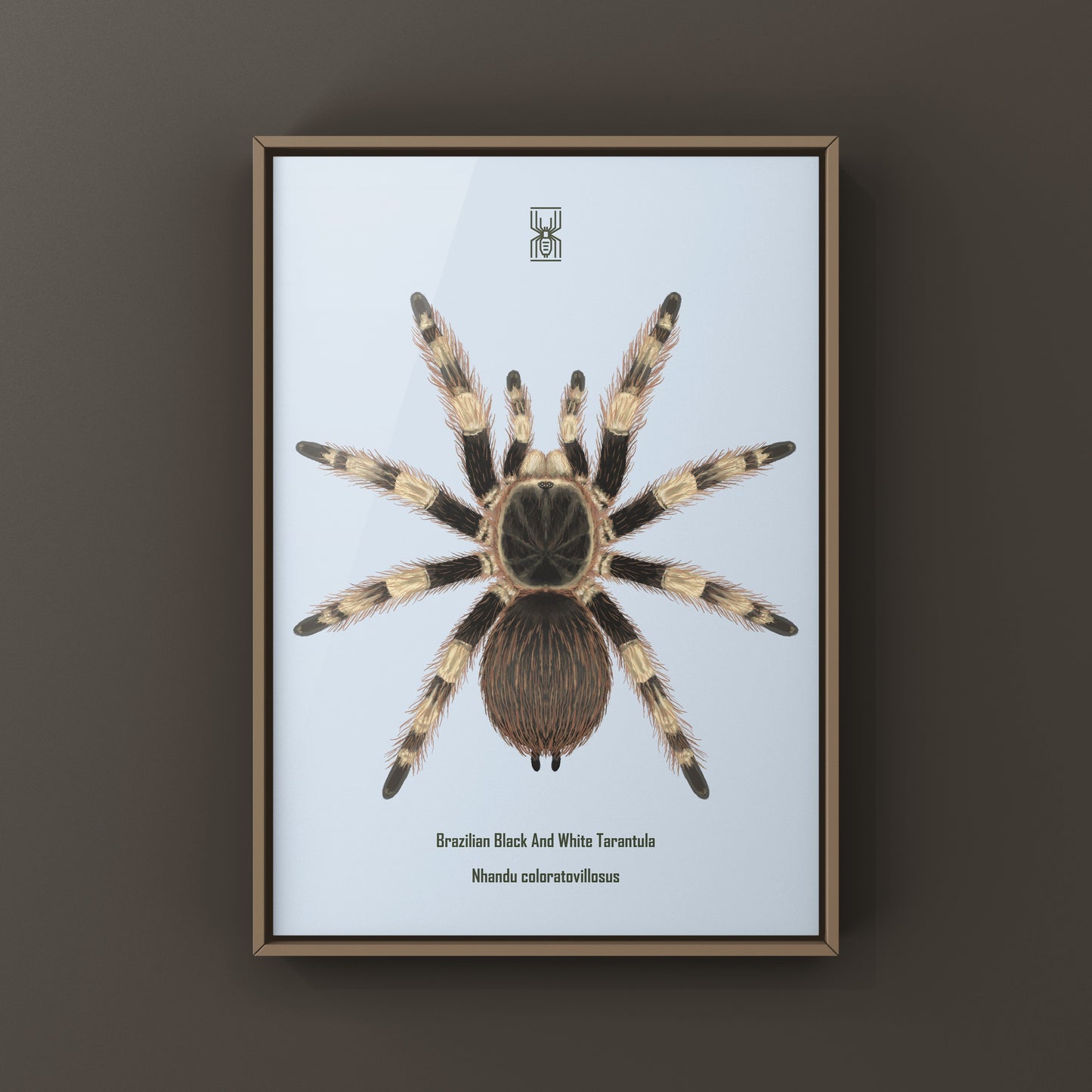Brazilian Black And White Tarantula Art Print (Nhandu coloratovillosus) from The Silk Ranch