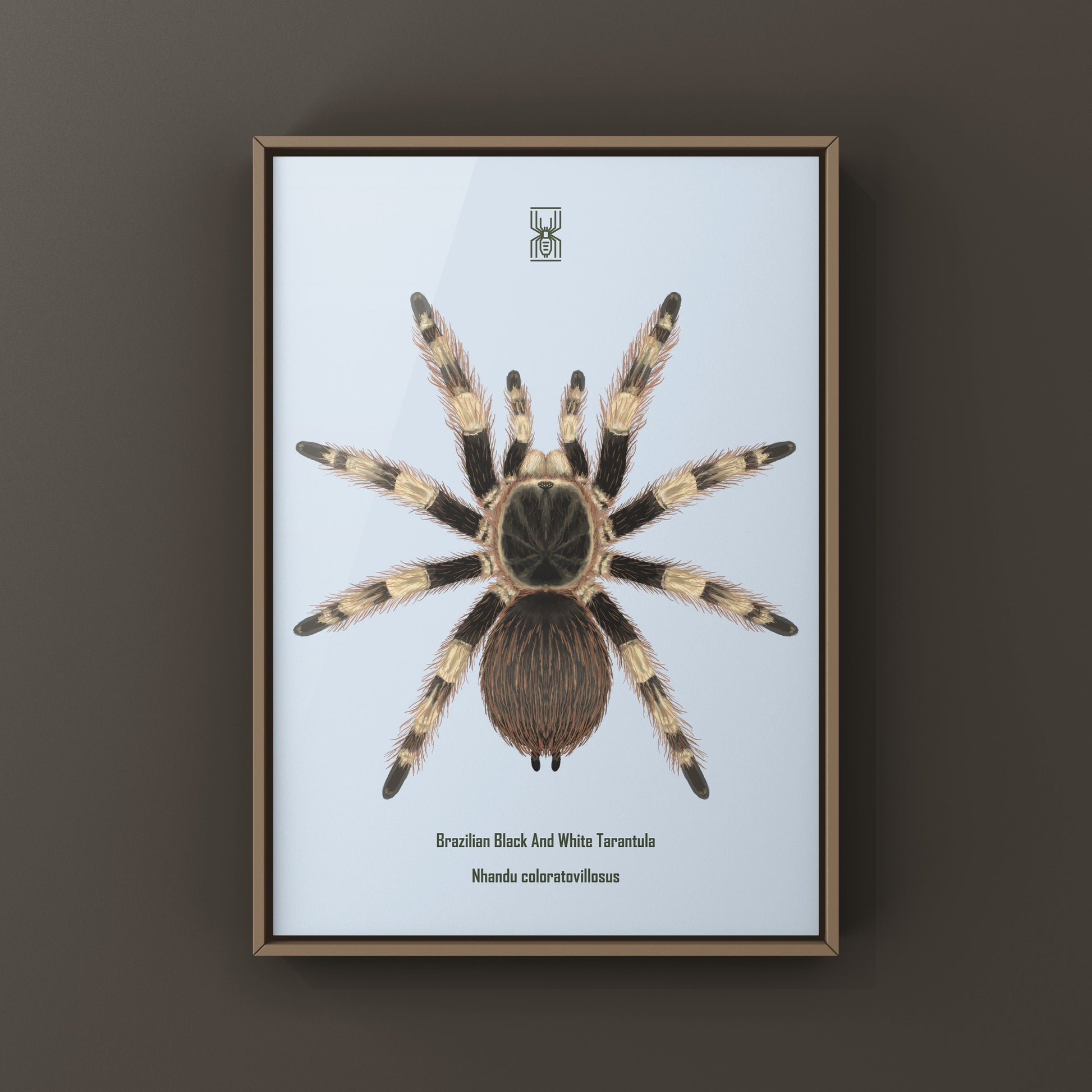 Brazilian Black And White Tarantula Art Print (Nhandu coloratovillosus) from The Silk Ranch