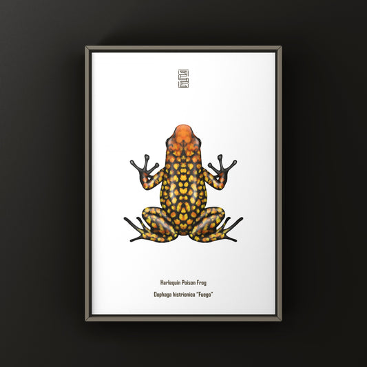 Colorful Fuego Harlequin Poison Frog art print by The Silk Ranch, showcasing vibrant amphibian illustrations on high-quality paper.
