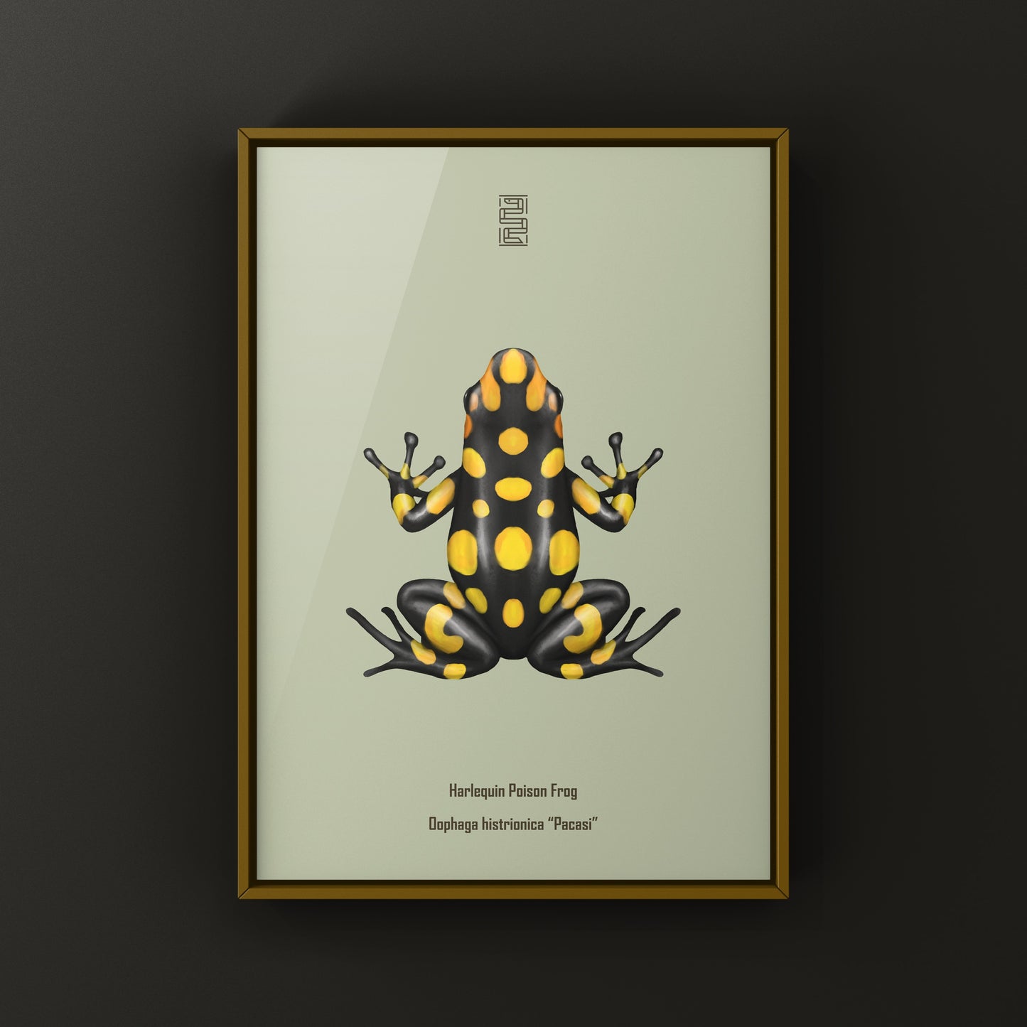 Colorful Pacasi Harlequin Poison Frog art print featuring vibrant depiction of Oophaga histrionica by The Silk Ranch