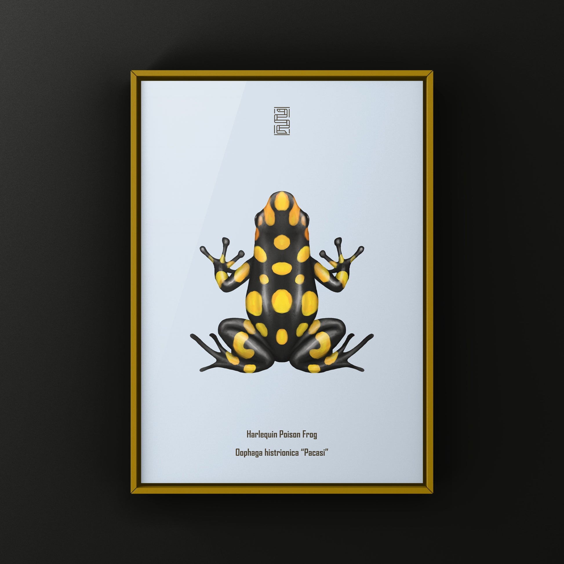 Colorful Pacasi Harlequin Poison Frog art print by The Silk Ranch showcasing vibrant Oophaga histrionica details.