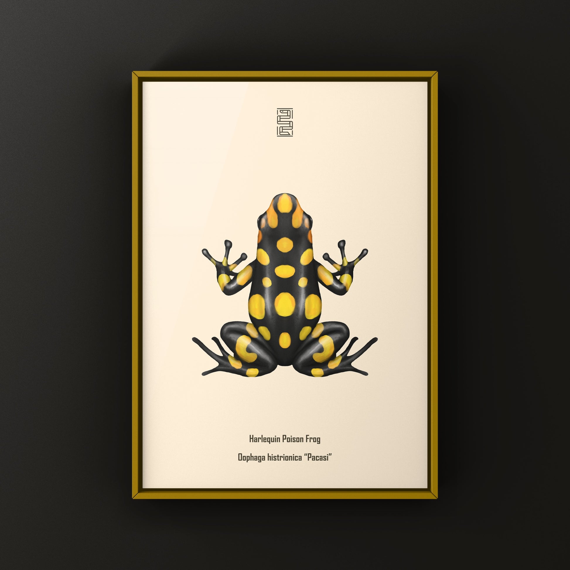 Colorful Pacasi Harlequin Poison Frog art print by The Silk Ranch, showcasing vibrant amphibian details on high-quality paper.