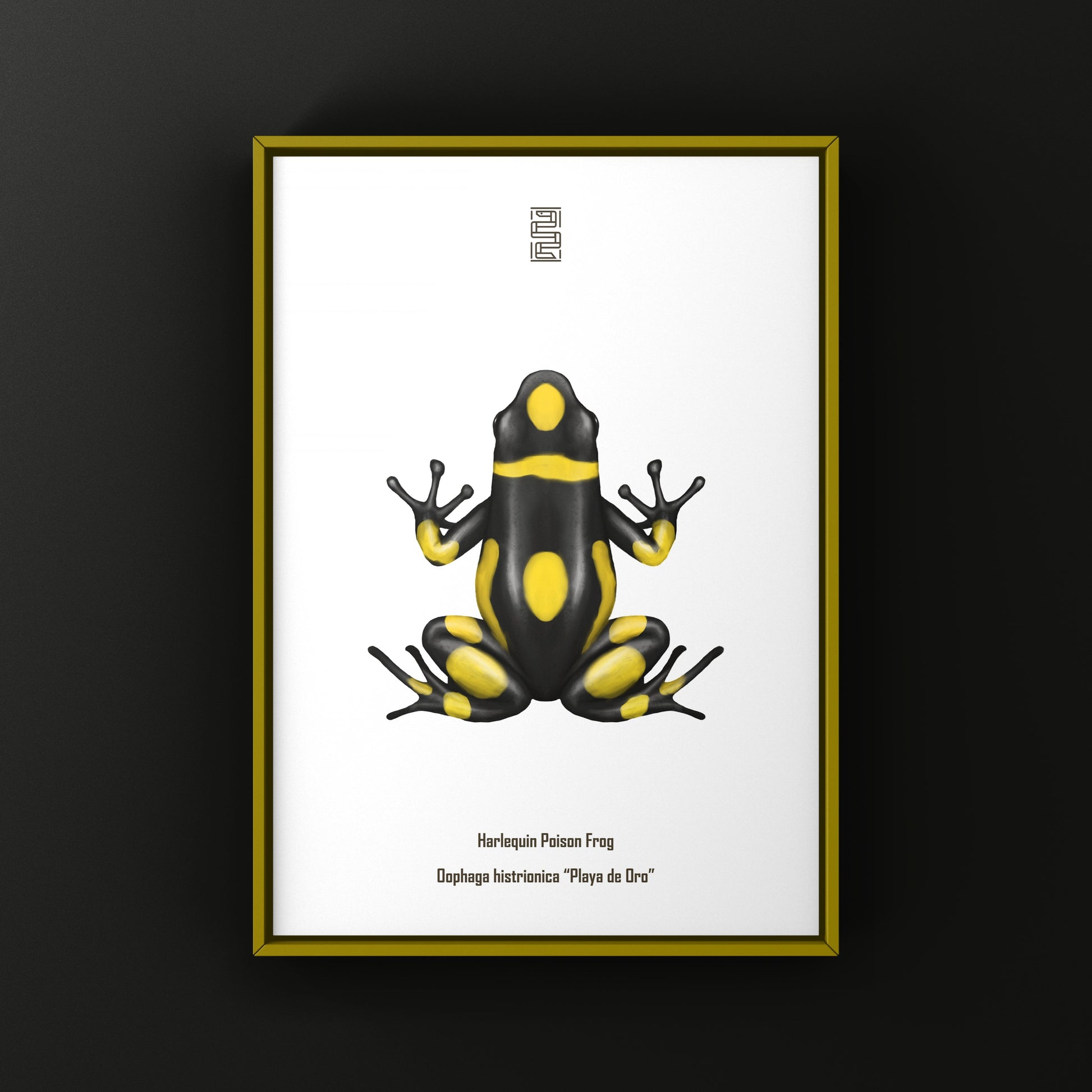 Colorful Playa de Oro Harlequin Poison Frog art print by The Silk Ranch, featuring vibrant Oophaga histrionica on a white background.