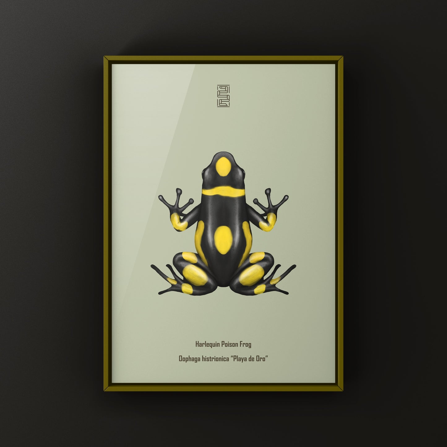 Colorful Playa de Oro Harlequin Poison Frog art print by The Silk Ranch, showcasing vibrant amphibian details on white background.