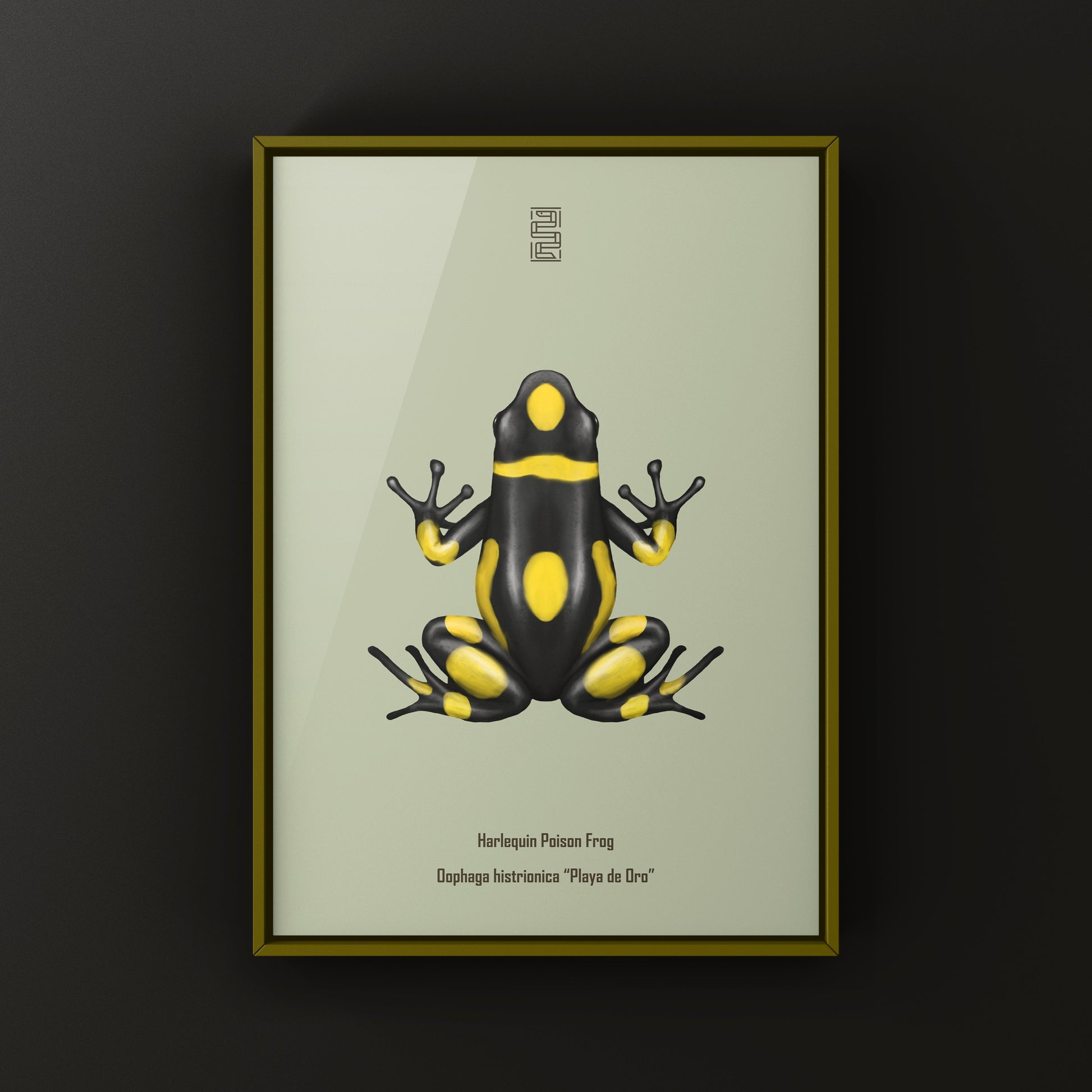 Colorful Playa de Oro Harlequin Poison Frog art print by The Silk Ranch, showcasing vibrant amphibian details on white background.