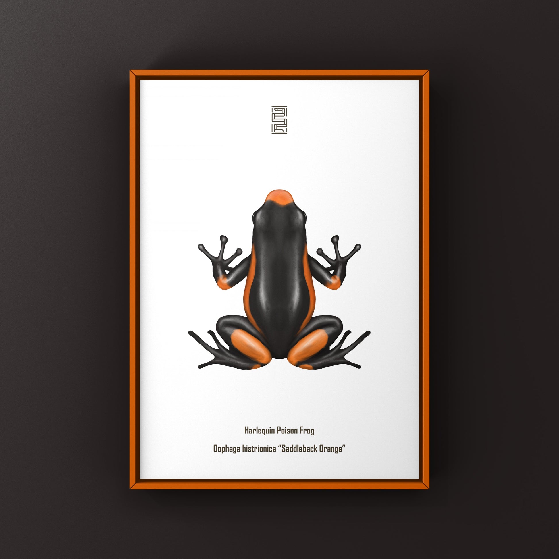 Colorful Saddleback Orange Harlequin Poison Frog art print by The Silk Ranch, featuring vibrant orange and black frog detail.