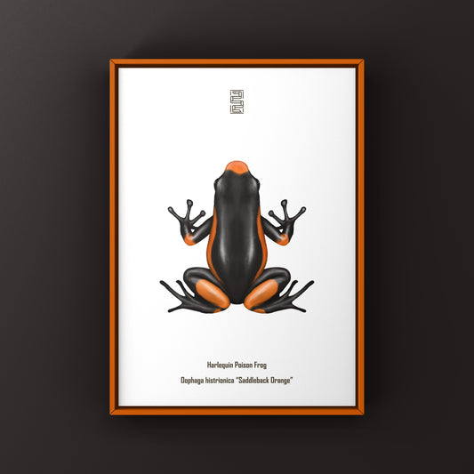 Colorful Saddleback Orange Harlequin Poison Frog art print by The Silk Ranch, featuring vibrant orange and black frog detail.