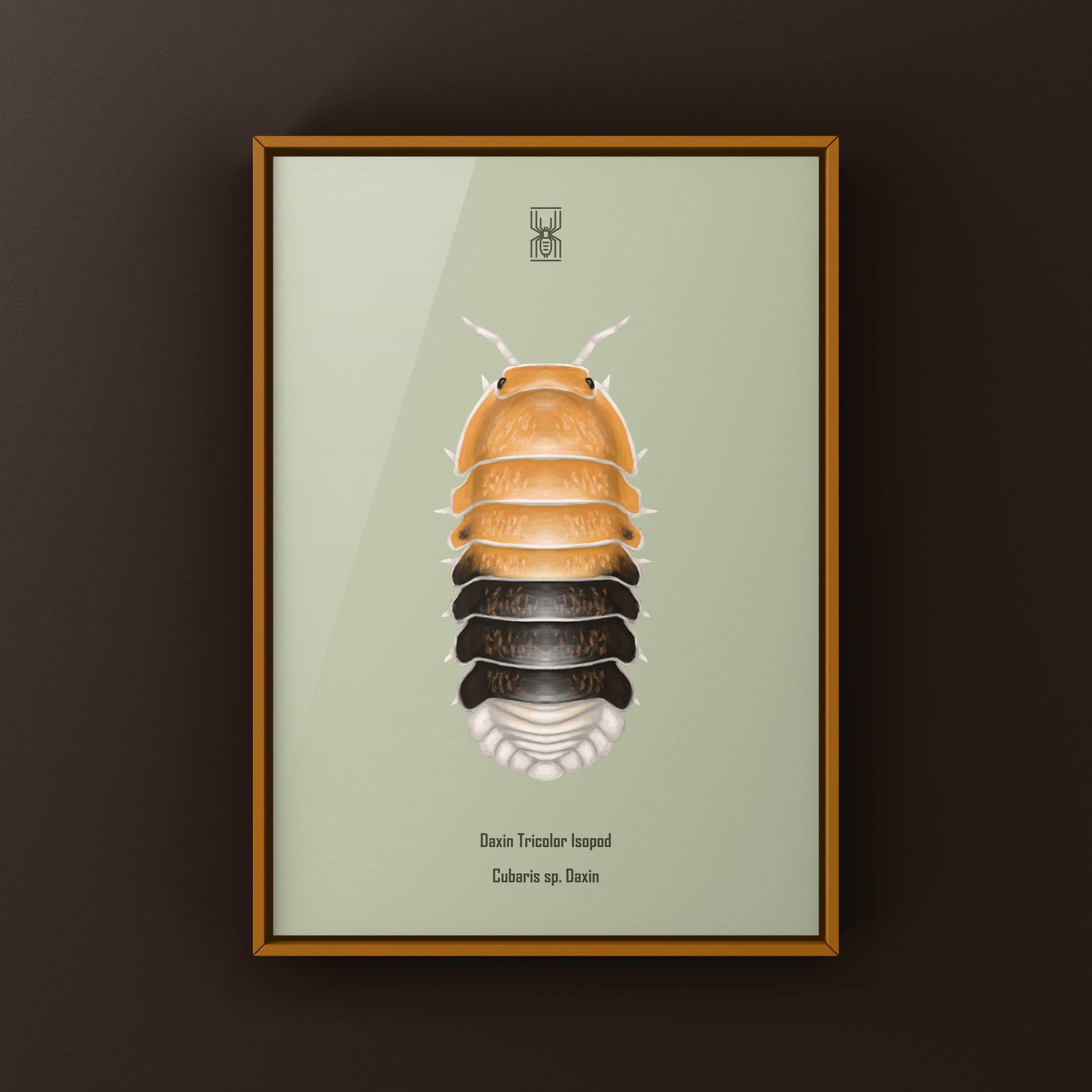 Colorful Daxin Tricolor Isopod art print by The Silk Ranch showcasing vibrant Cubaris sp. Daxin in a detailed, naturalistic style.