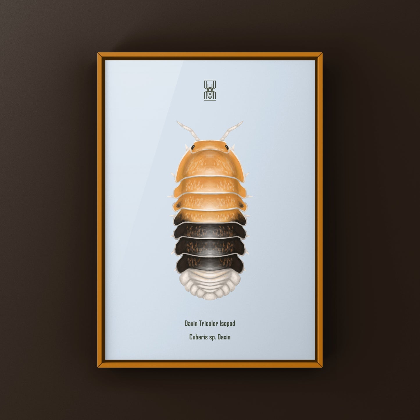 Colorful Daxin Tricolor Isopod art print featuring Cubaris sp. Daxin, displayed with vibrant details and natural background.