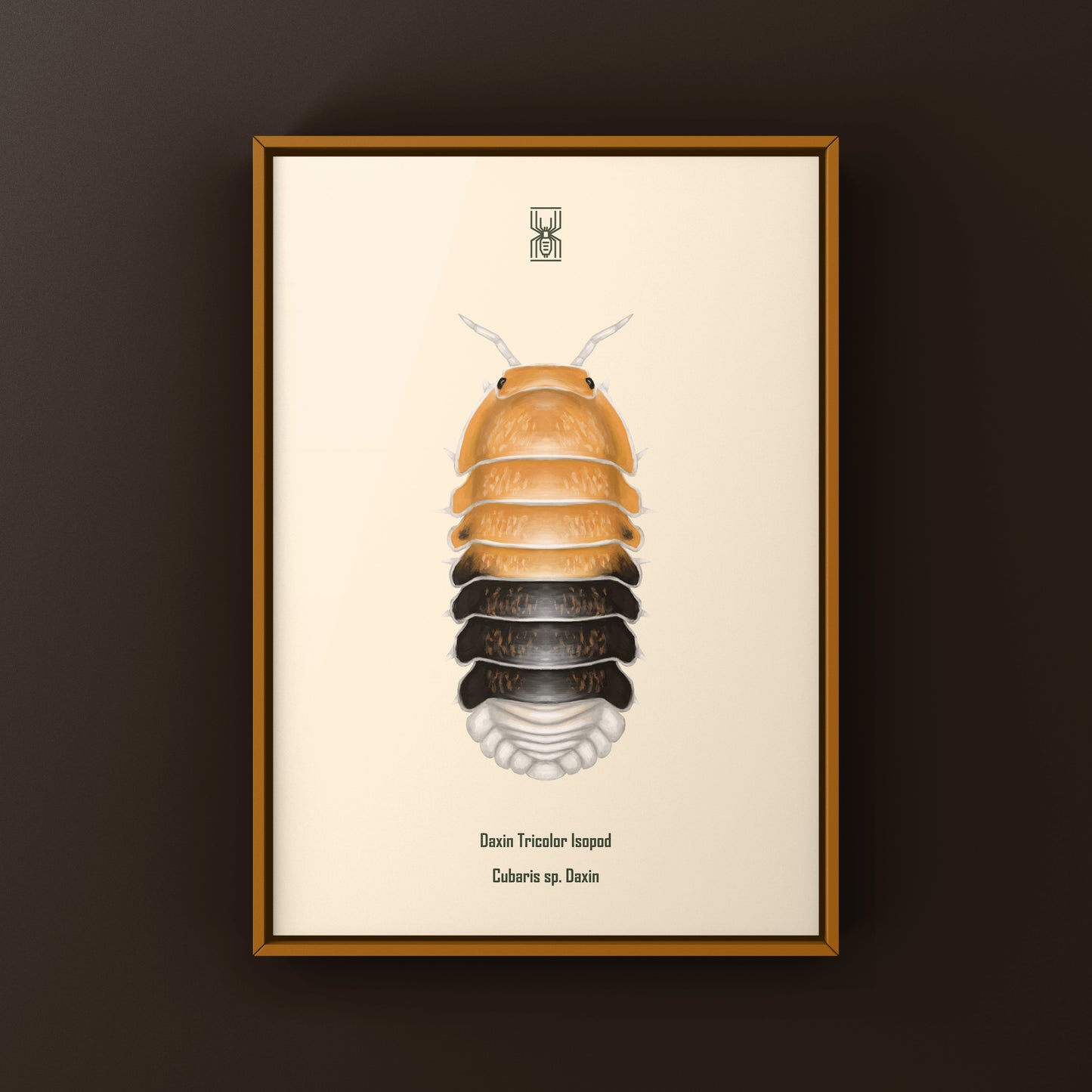 Colorful Daxin Tricolor Isopod art print featuring Cubaris sp. Daxin from The Silk Ranch, showcasing vibrant details of the isopod.