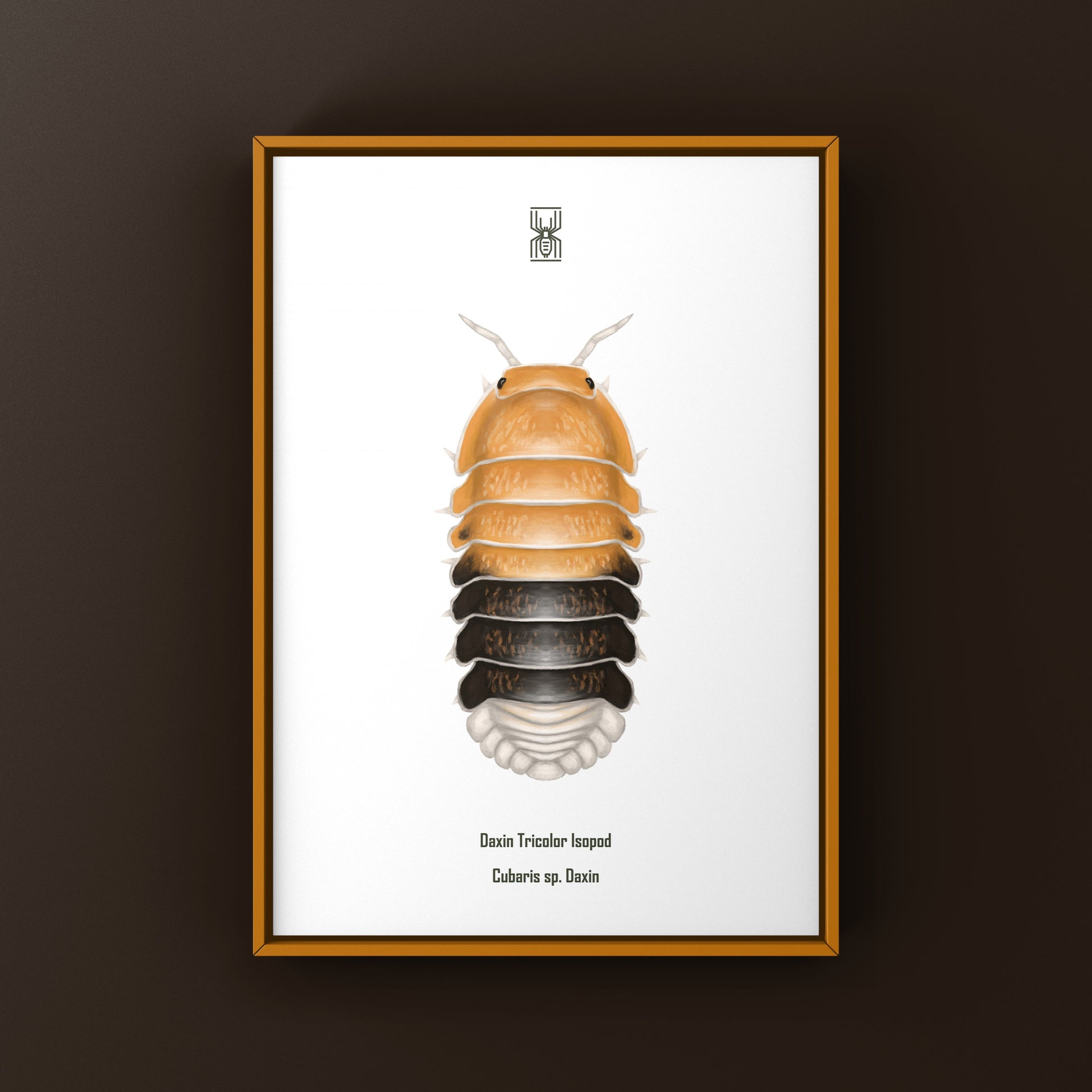 Colorful Daxin Tricolor Isopod art print by The Silk Ranch featuring vibrant Cubaris sp. Daxin in a detailed, natural setting.