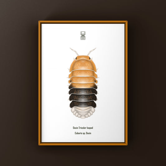 Colorful Daxin Tricolor Isopod art print by The Silk Ranch featuring vibrant Cubaris sp. Daxin in a detailed, natural setting.
