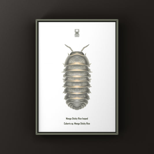 Mango Sticky Rice Cubaris sp. Isopod art print by The Silk Ranch showing detailed illustration of isopod on white background