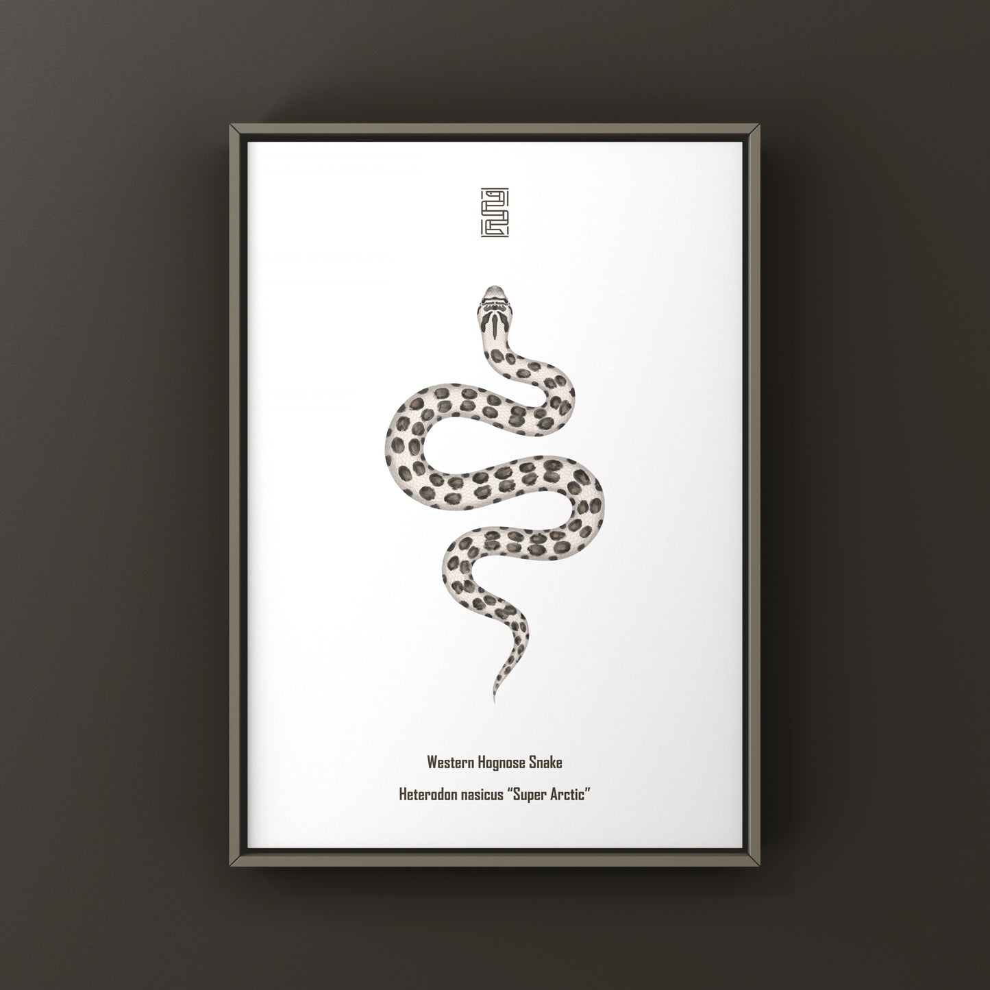 Art print of a Western Hognose Snake (Heterodon nasicus) by The Silk Ranch, featuring detailed artwork of the Arctic-themed snake.