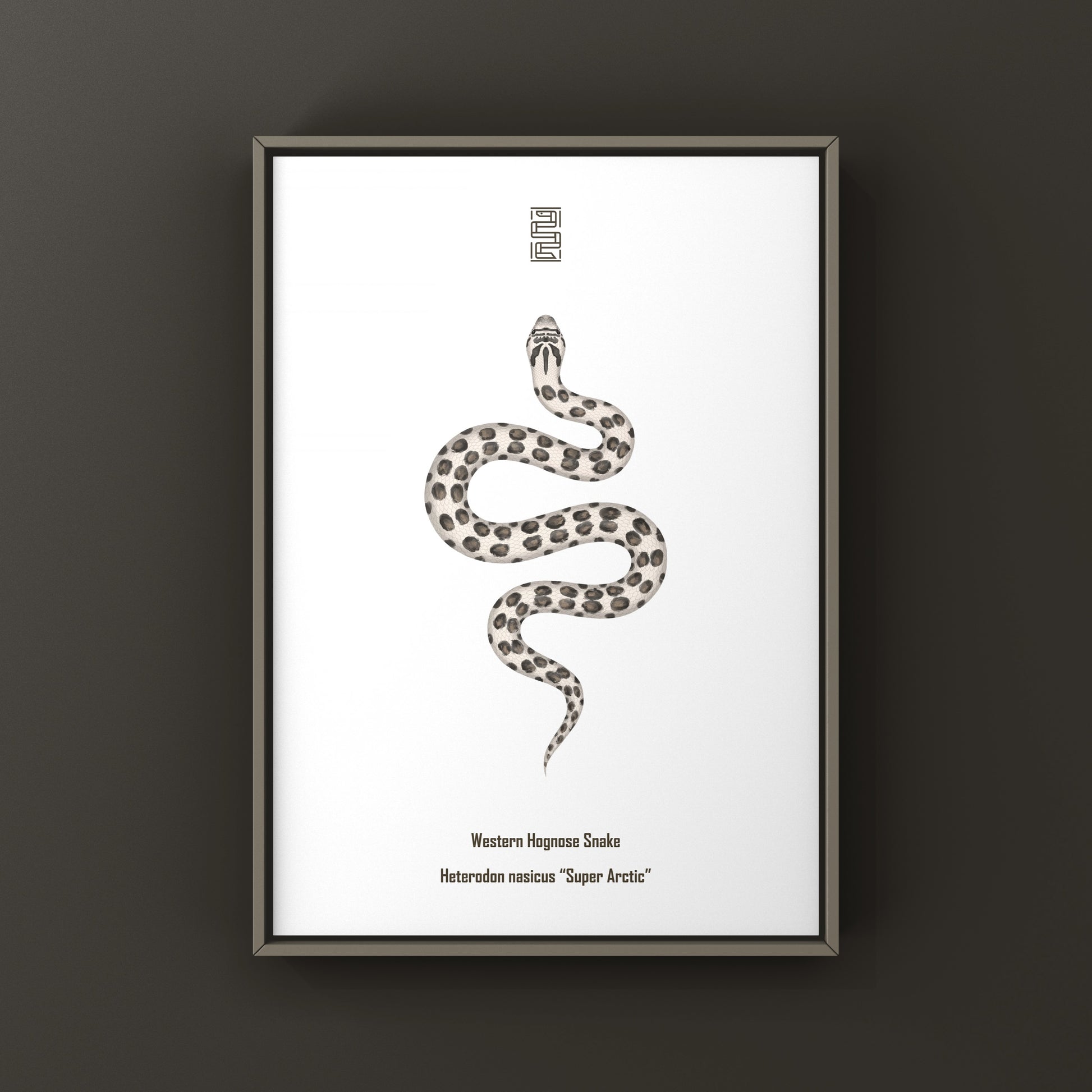 Art print of a Western Hognose Snake (Heterodon nasicus) by The Silk Ranch, featuring detailed artwork of the Arctic-themed snake.