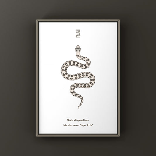 Art print of a Western Hognose Snake (Heterodon nasicus) by The Silk Ranch, featuring detailed artwork of the Arctic-themed snake.