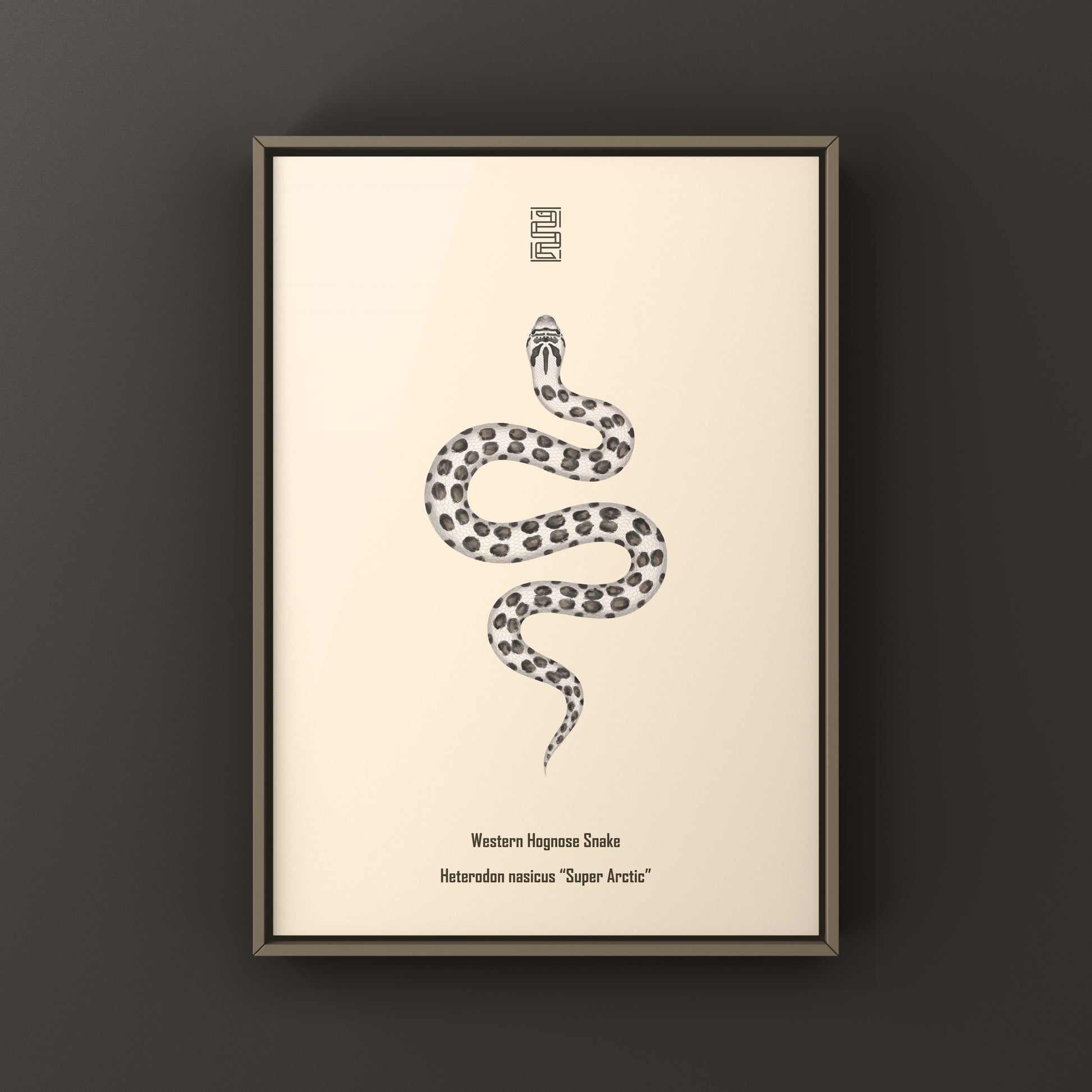 Super Arctic Western Hognose Snake art print by The Silk Ranch showing detailed illustration of Heterodon nasicus on textured paper.