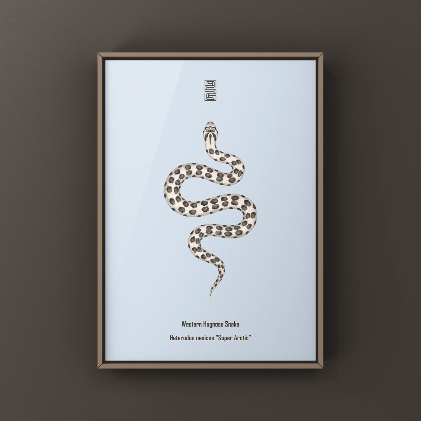 Art print of a Western Hognose snake, featuring detailed illustration of the Super Arctic Western Hognose Snake by The Silk Ranch.