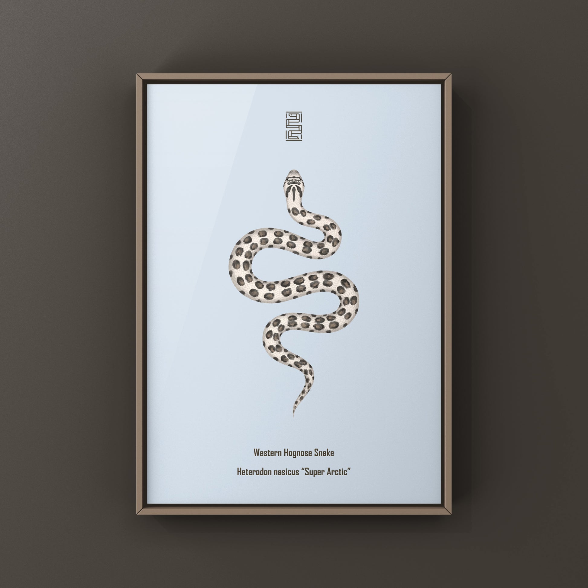 Art print of a Western Hognose snake, featuring detailed illustration of the Super Arctic Western Hognose Snake by The Silk Ranch.