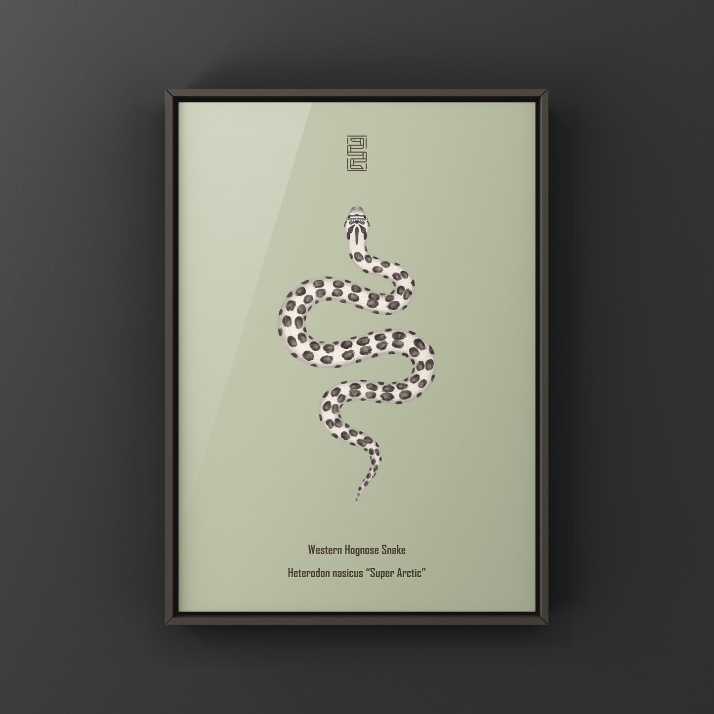 Art print of a Super Arctic Western Hognose Snake (Heterodon nasicus) by The Silk Ranch, showcasing detailed snake illustration.